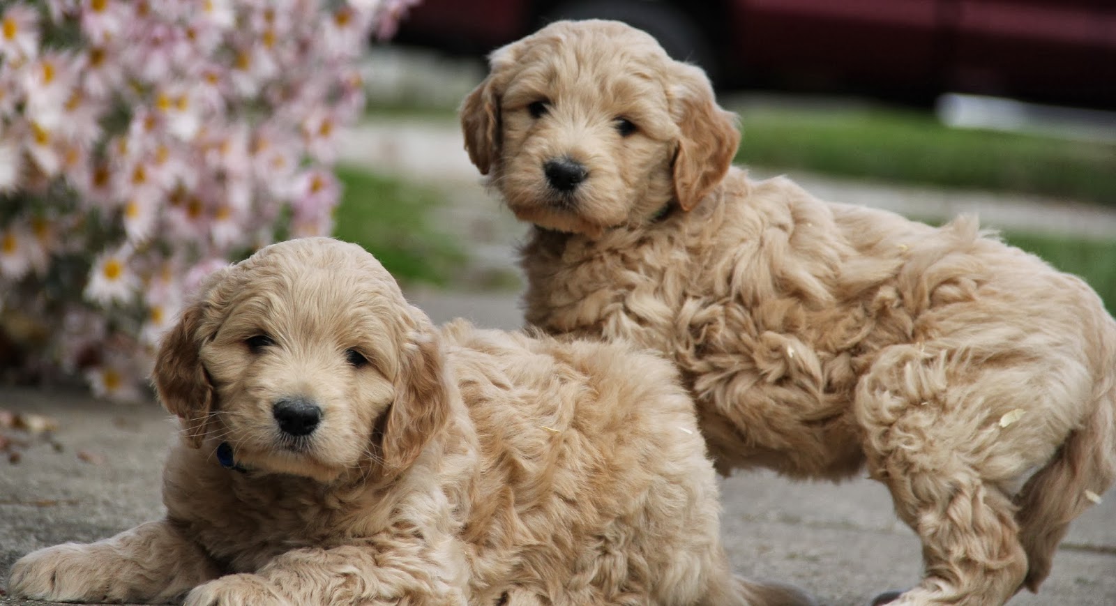 Goldendoodle Puppies Pictures Gallery Pictures Of Animals 2016