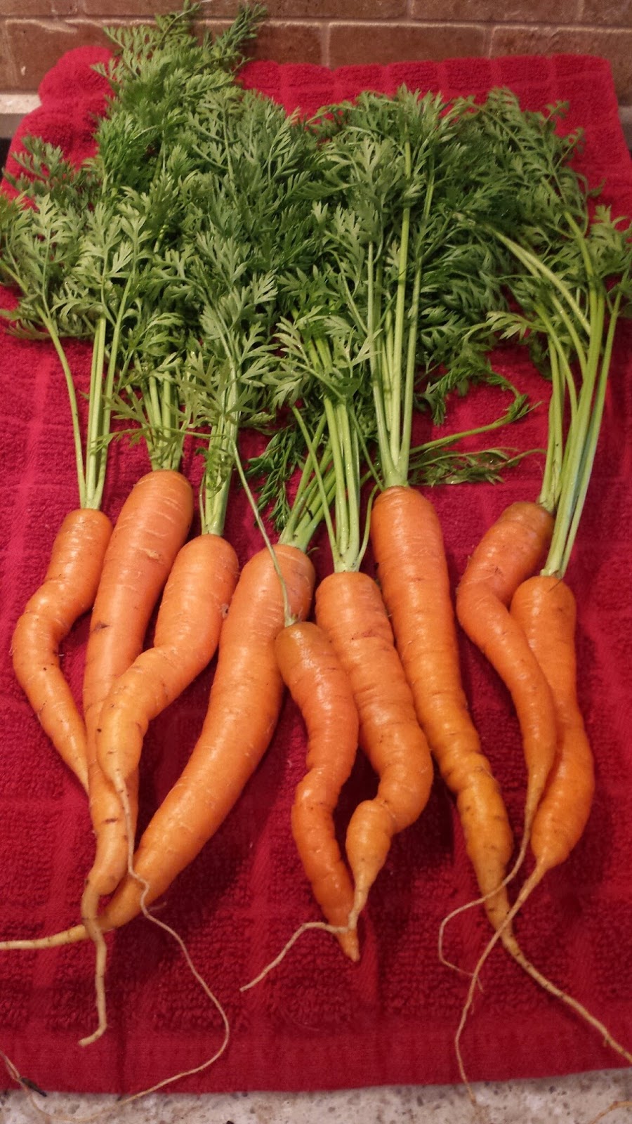 Groovin' in the Grove First Carrot Harvest