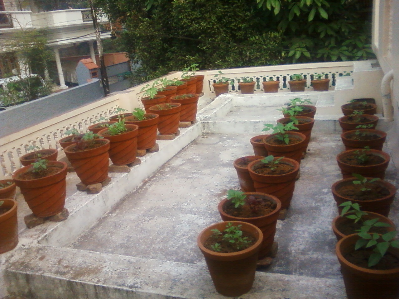 Teen's Kitchen Garden: Terrace kitchen garden I