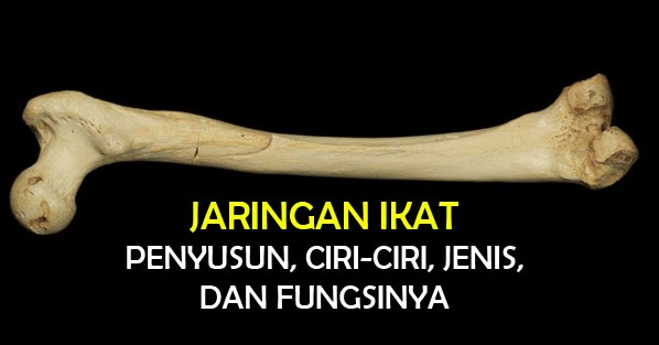 Jaringan Yang Sesuai Gambar Tersebut Memiliki Fungsi Untuk