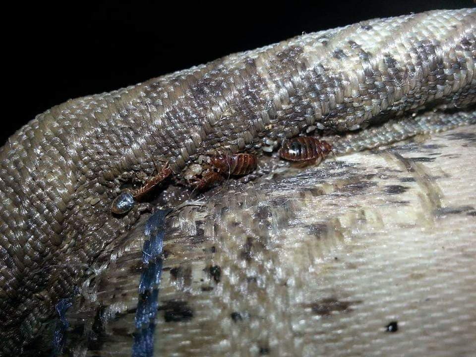 Bed Bug Control London Pest Control Services & Treatments