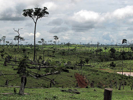 CRUNCH ISSUES: Deforestation-Effects of deforestation