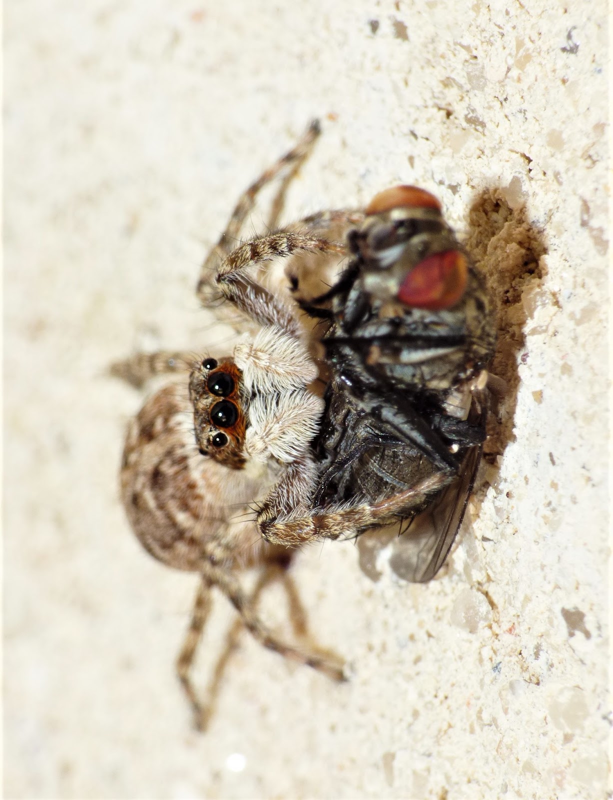 Tres arañas de casa