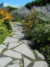 Russian Sage and Rudbeckia along path at the Toronto Botanical Garden by garden muses-not another Toronto gardening blog