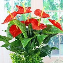 anturium-uhod-v-domashnih-usloviyah (6)