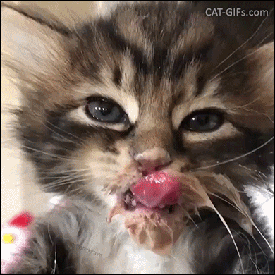 Funny Kitten GIF • Messy Kitty dirty like a little pig with food on nose,chin and whiskers, haha Funny Kitten GIF • Messy Kitty dirty like a little pig with food on nose,chin and whiskers, haha