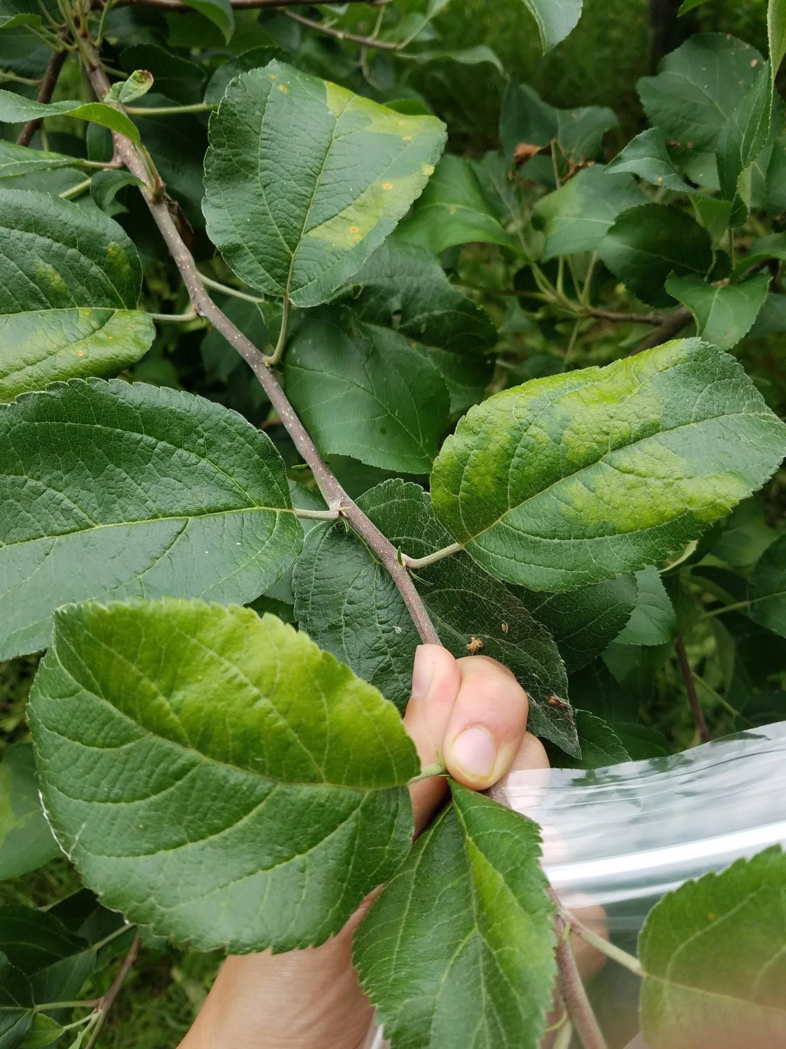 Managing Japanese Beetle and Variety Preferences in Apple