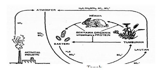 Pengertian Siklus Biogeokimia Pak Pandani Belajar dan