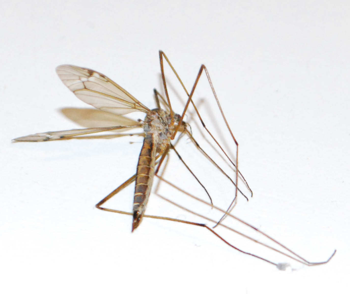 The Scratching Post: The Great Crane Fly Invasion Of 2017