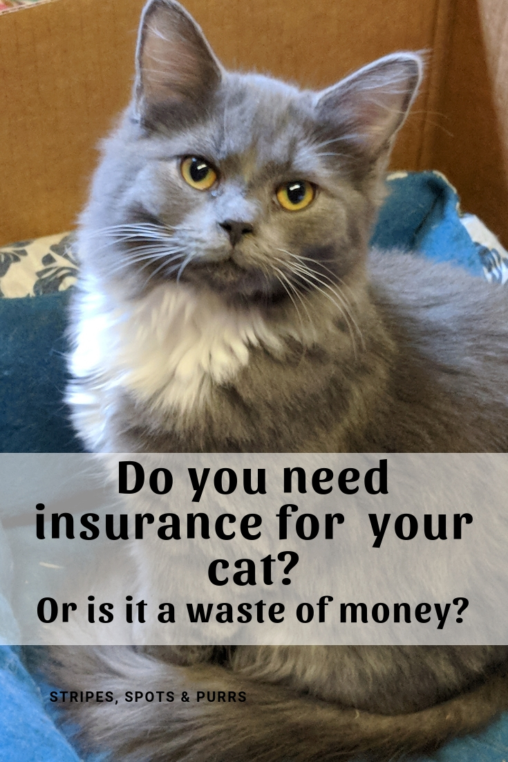 Is cat health insurance necessary? Stripes Spots and Purrs