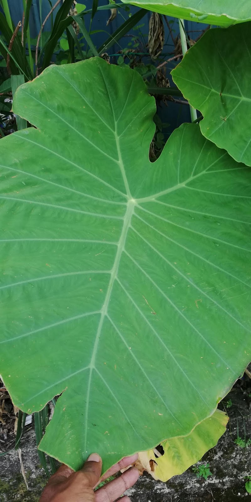 Garden Chronicles of James David 14 Different Types of Colocasia (Taro