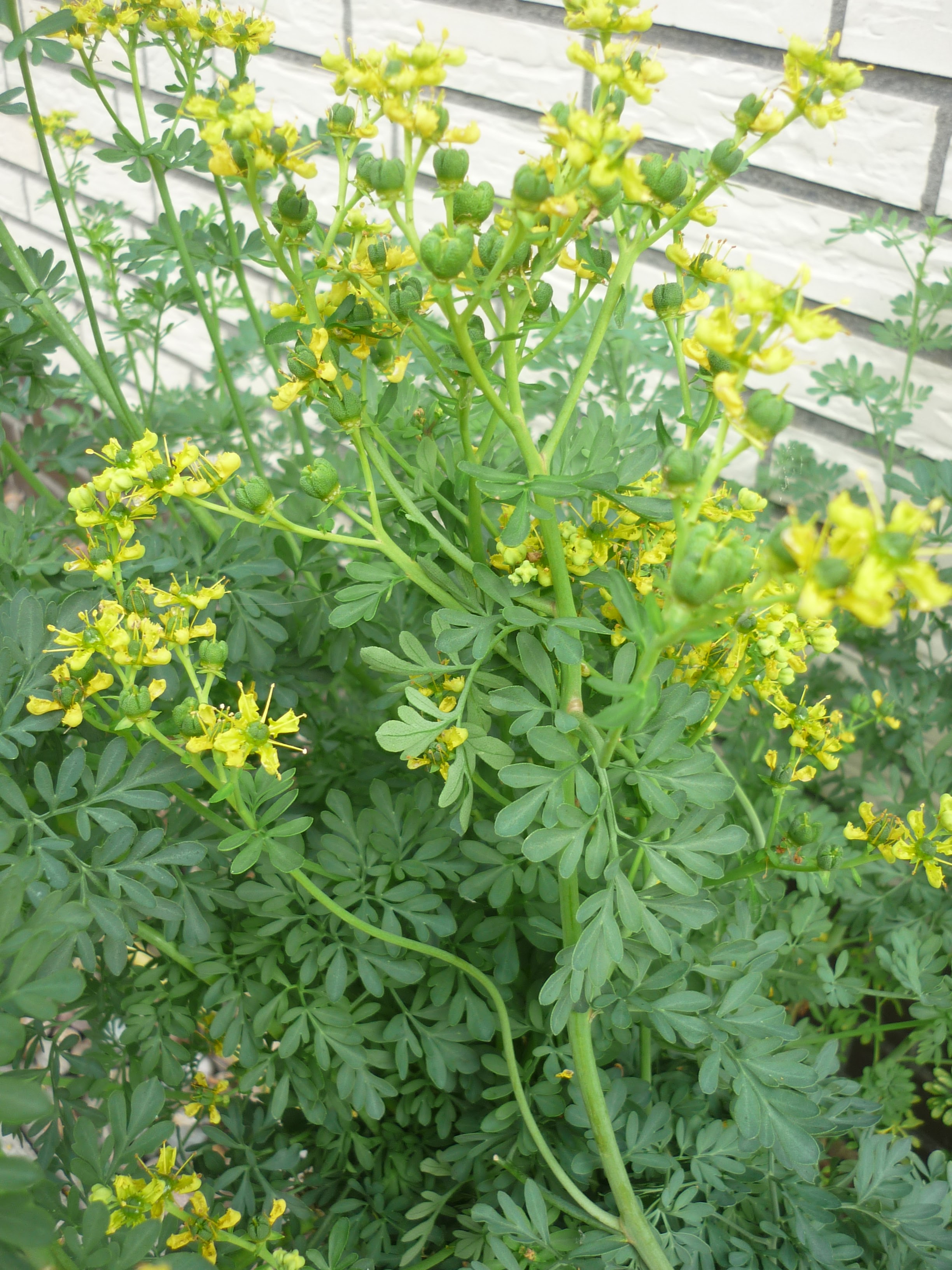 Handarbeiten Ruta (Weinraute)