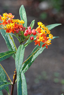 アスクレピアス