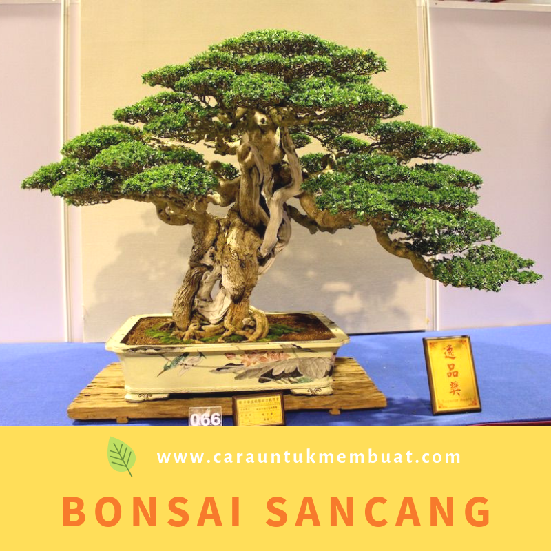 Jenis Pohon Liar Yang Bisa Di Bonsai Berbagai Jenis Itu