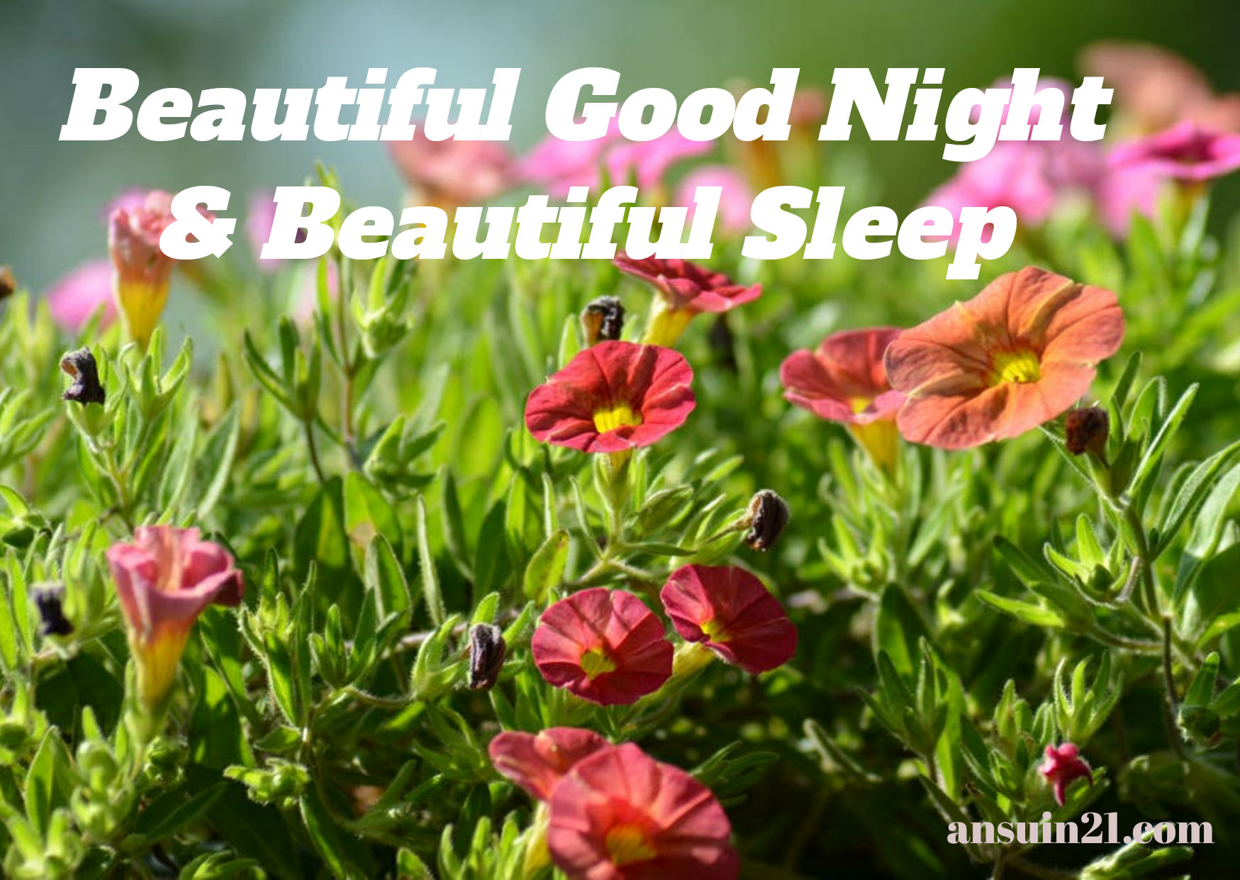 Best Beautiful Good Night Images, Status, Wishes, Massage
