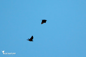 También de color negro, pasaban dos grajillas occidentales (Corvus monedula)