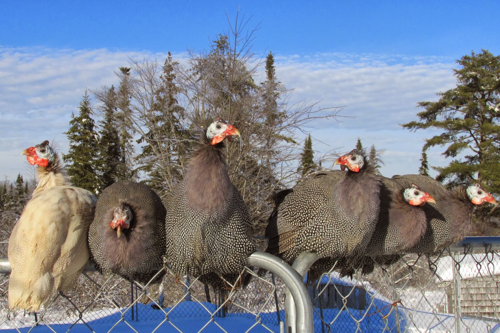 Lally Broch Farm: A Maine Family Homestead: Guinea Fowl Update