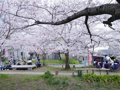 交野市・妙見河原の桜