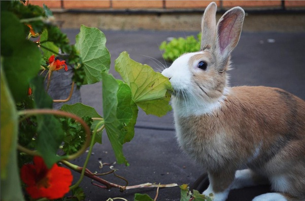 Max, a tri-colour orange, black and white Dutch bunny is eating leaves from the flowerbed.