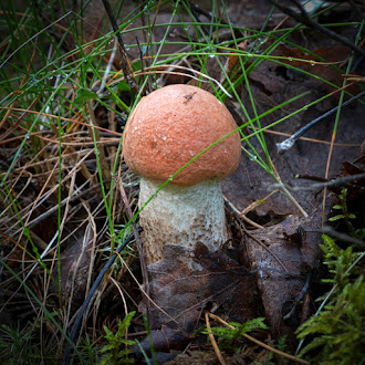 Грибы: грибные места, где собирать грибы Грибы: грибные места, где собирать грибы