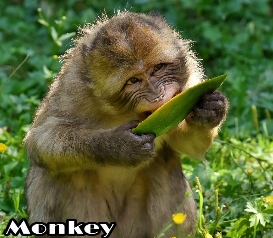 Information About Monkey In Hindi Language बंदर – Amazing Facts About Monkey In Hindi – Hindi7facts