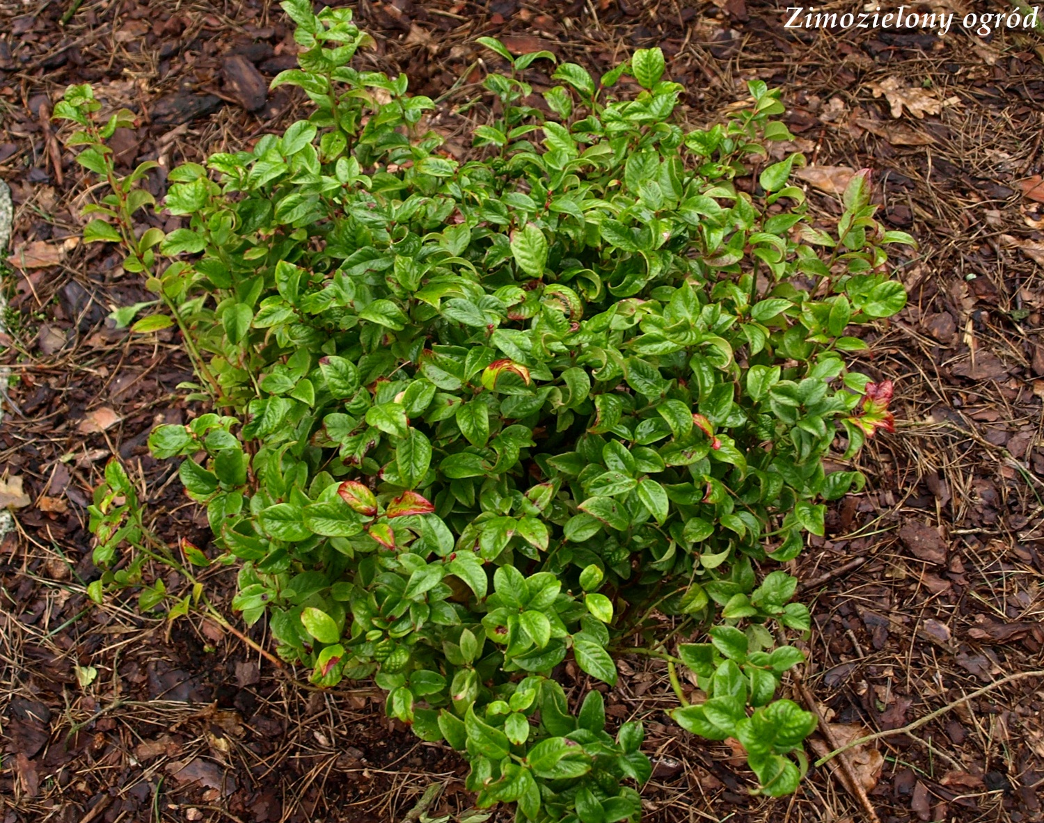 Zimozielony ogród Kiścienie nowy cykl artykułów