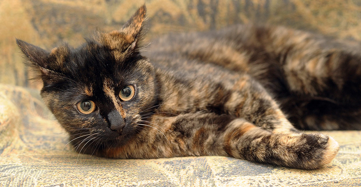 Lucky Charm? Fascinating Things You Should Know About Calico Cats