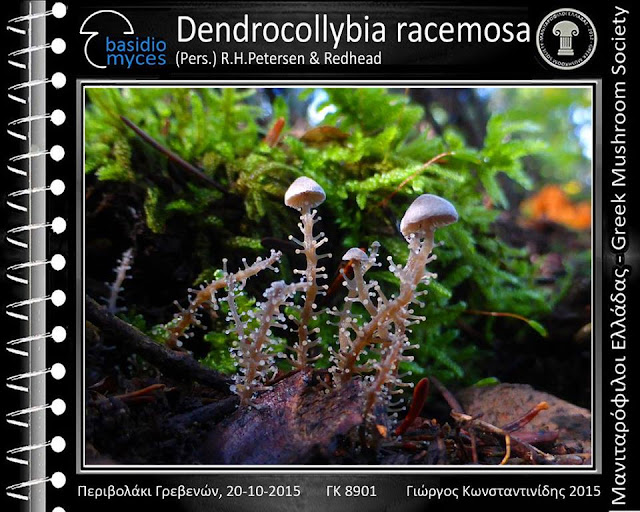 Dendrocollybia racemosa (Pers.) R.H.Petersen & Redhead