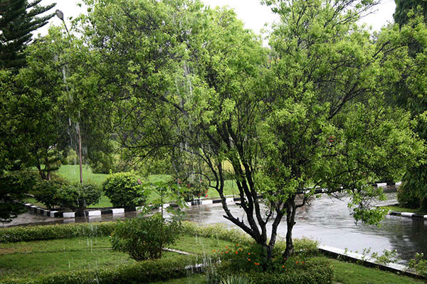 6 Ciri Ciri Pohon Cendana 3 res 200905 000447