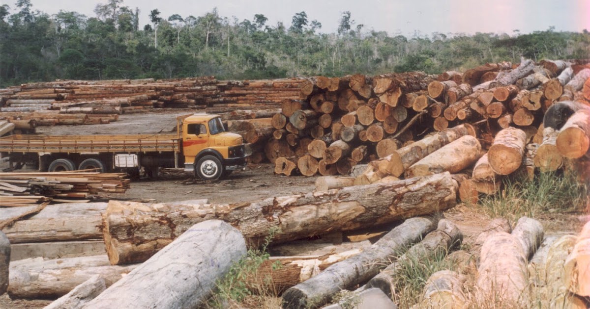 De Dois Exemplos Que Possa Acarretar A Destruição Das Florestas