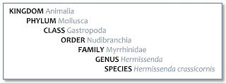 Kingdom Animalia, Phylum Mollusca, Class Gastropoda, Order Nudibranchia, Family Myrrhinidae, Genus Hermissenda, Species H. crassicornis