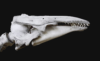 Beyaz balinanın kafatası