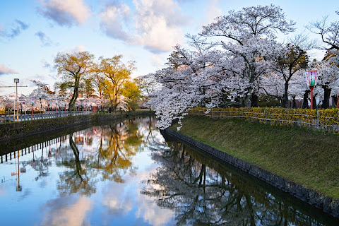 城下の桜 / Cherry blossoms in the ruins of the castle