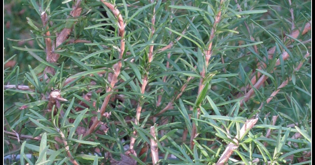 The Sweet Smell of Rosemary Homeroad