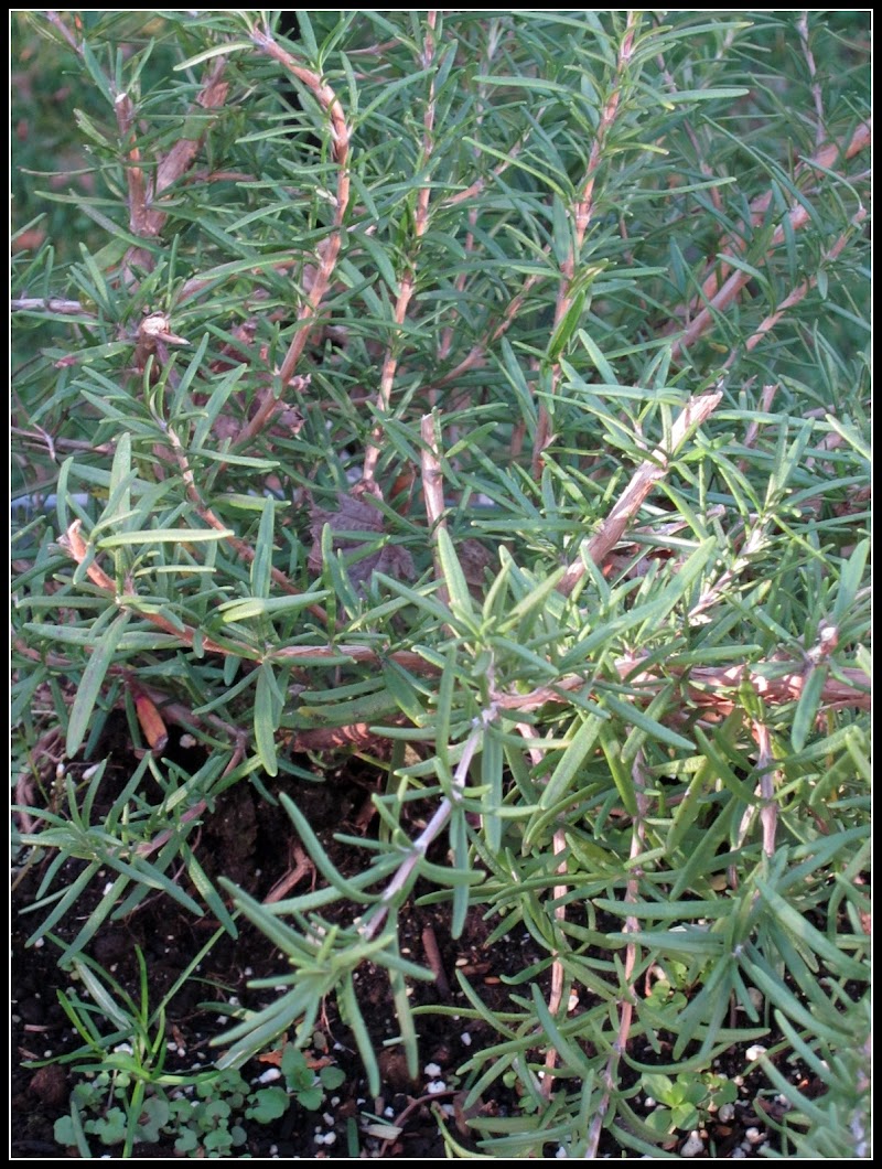 DIY Tiny Rosemary Wreaths for the Table