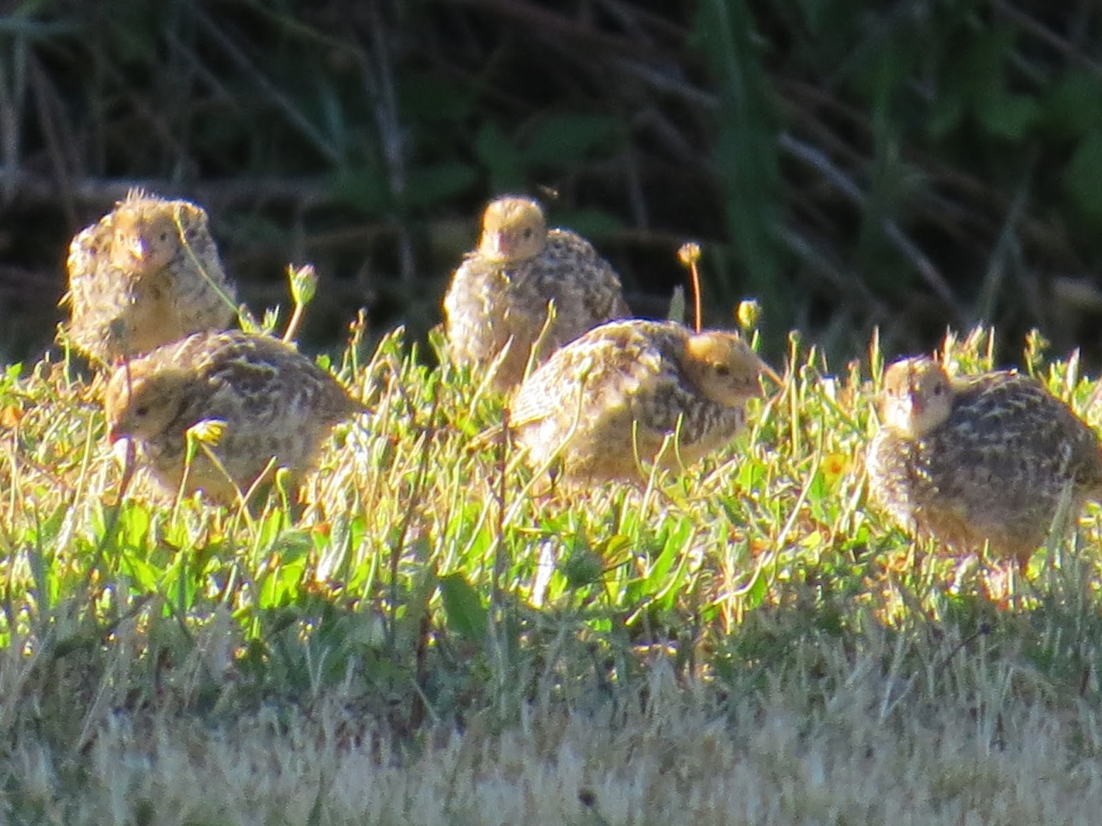 Garden Grumbles and Cross Stitch Fumbles: July Stitching July Birds