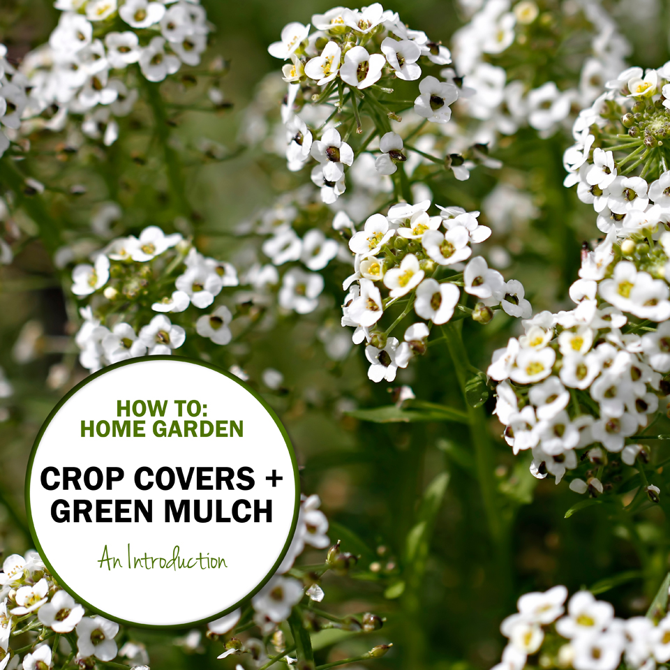 Green in Real Life Using Cover Crops in Your Home Garden