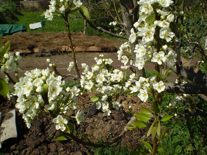 PURPLE PEAR FARM permaculture in action Around The Farm