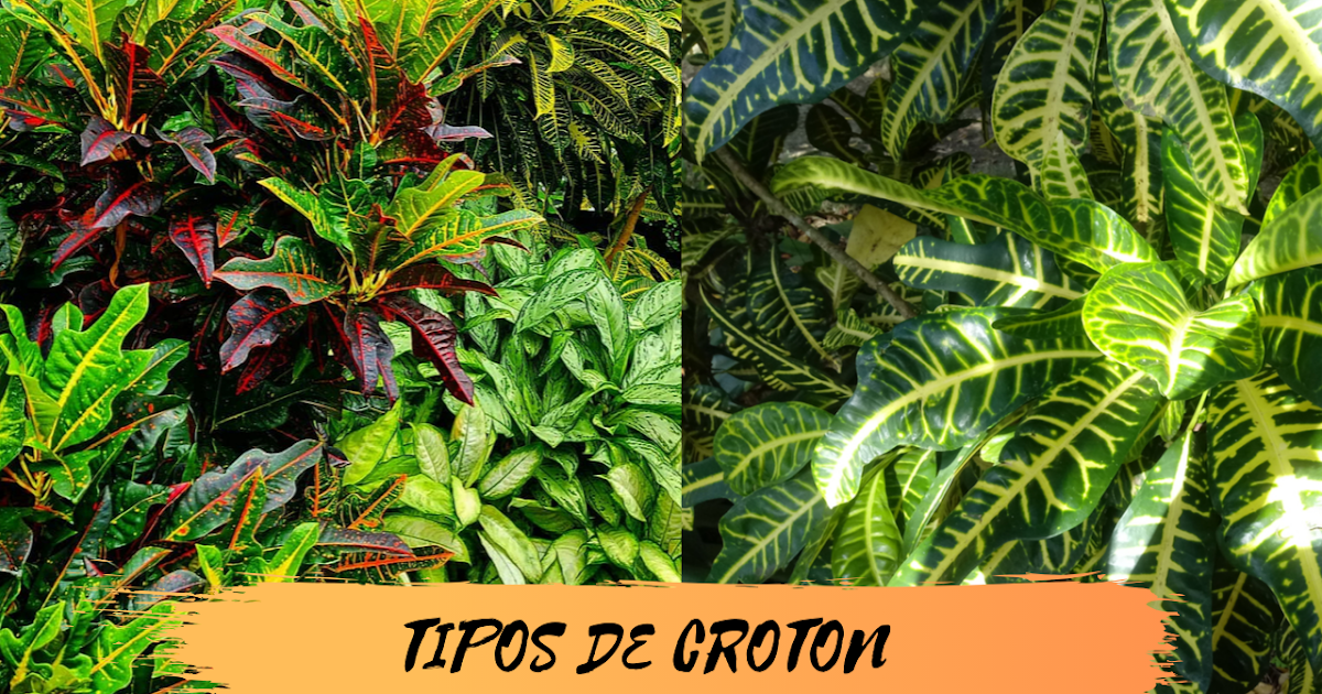 PLANTAS CROTON CUIDADOS, MULTIPLICACIÓN Y PODA. ~ MI DIARIO DE JARDIN