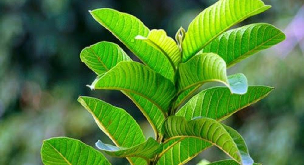 4 Penyakit Mematikan Ini Dapat Di Obati Dengan Daun Pucuk Jambu Nuisonk