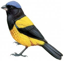 Golden backed mountain Tanager