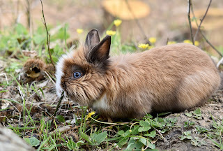 A light brown and white rabbit with blue eyes exploring outside.