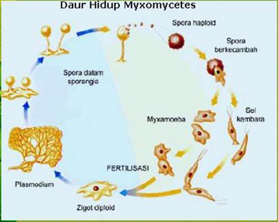 Protista Ciri Ciri Dan Klasifikasi Protista Mirip Jamur Biologi Kelas X Biologine Pak Mycunk