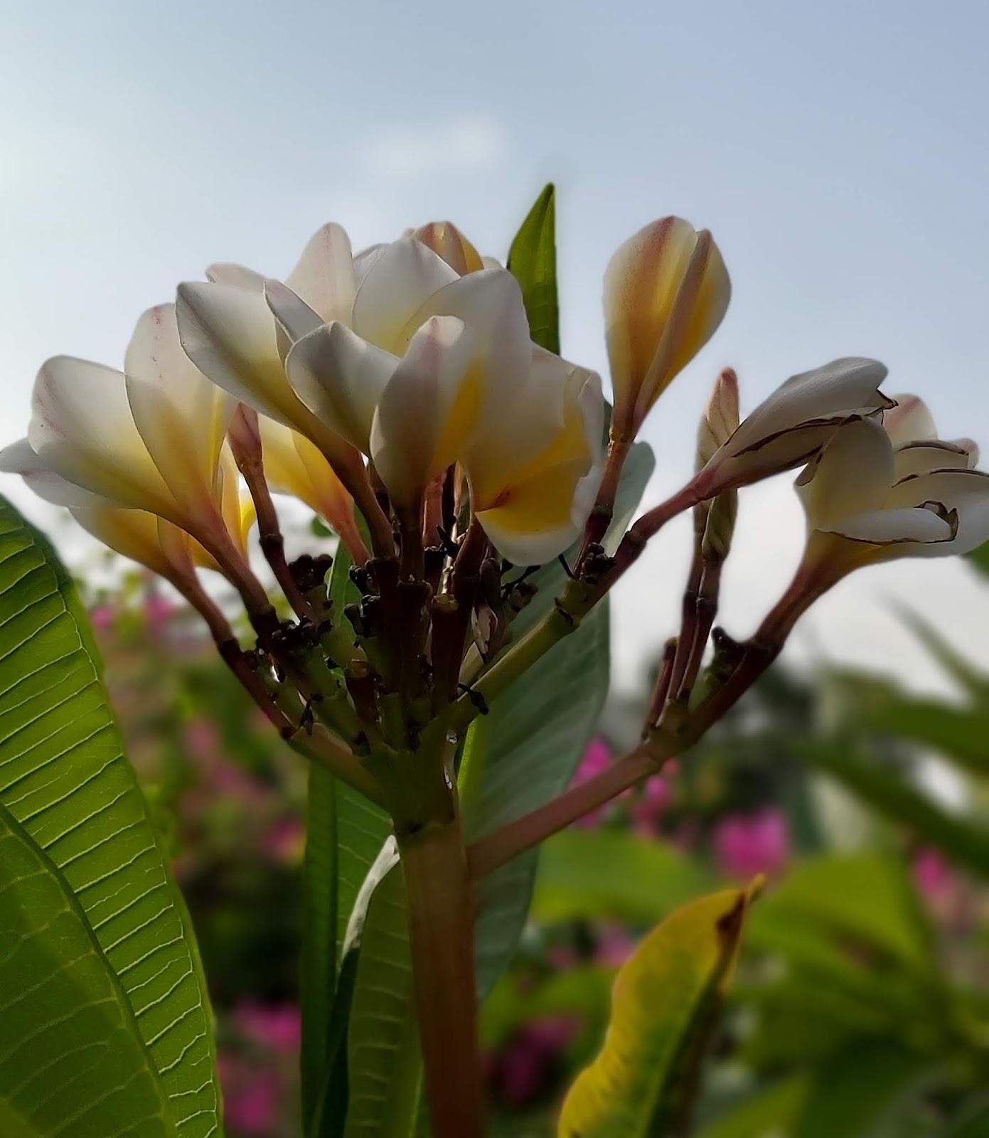 Jaipur Garden Plumeria Blooming season