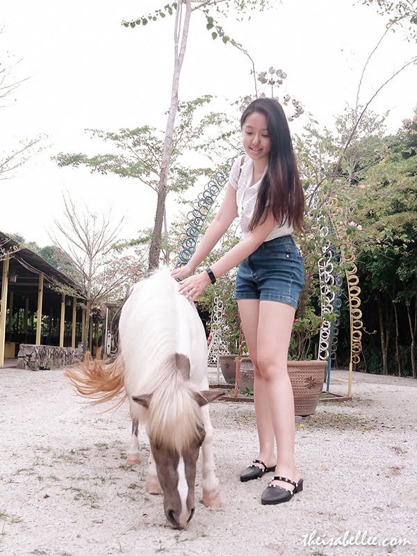 Countryside Stables Penang ponies