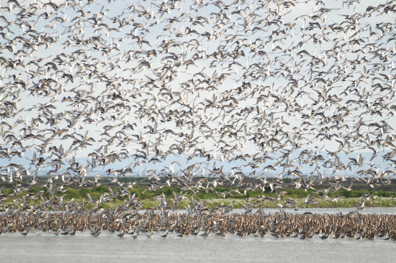 Aves