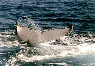 Bir kambur balinanın kuyruğu