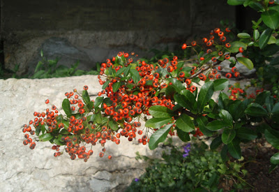 pyracantha coccinea o espino de fuego