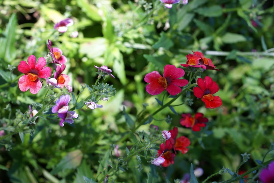 Faaxaal Photos nature gratuites et libres de droits Nemesia
