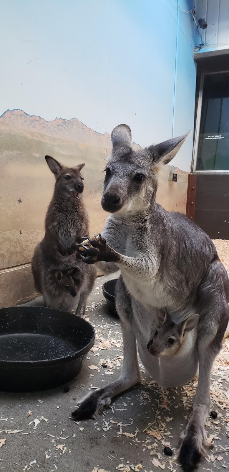 A bundle of joey! Meet our precious wallaroo and wallaby babies!